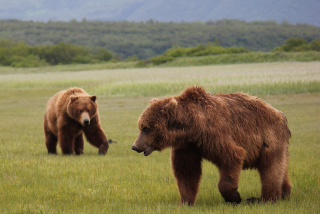 Illustration for article titled Please Enjoy This Gallery Of Amazing Bear Photos